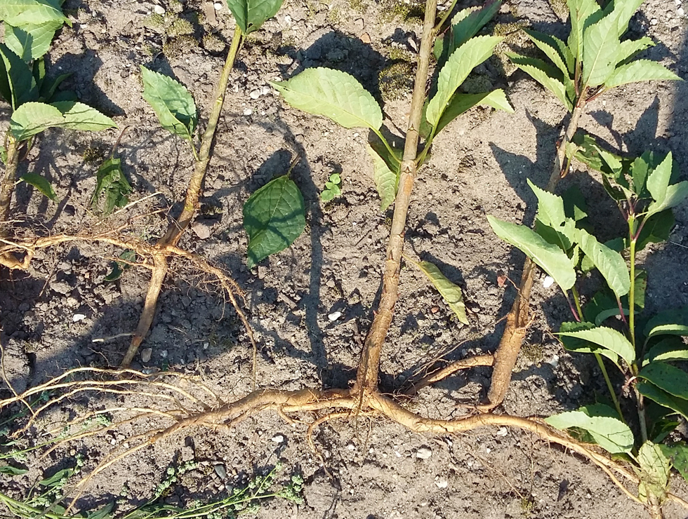 Plantenparasitaire nematoden: Schadebeeld <I>Pratylenchus penetrans</I> en <I>P. vulnus</I> op <I>Prunus avium</I> | © Viaverda
